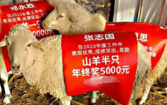 广州企业超狂年终奖  除了3万现金还有「活物」