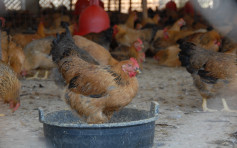 韩国及荷兰爆H5N8禽流感 港暂停进口禽类产品