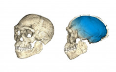 最早智人化石摩洛哥出土　科学家推算现代人30万年前已出现