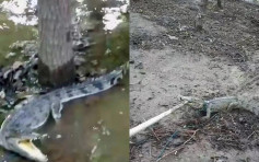 河北農田驚現鱷魚 疑被當寵物飼養後放生
