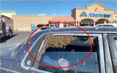 美男购物忘关车窗 逾万只蜜蜂占据后座