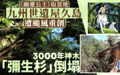 游日注意 |《幽灵公主》取景地遭台风重创  屋久岛3000年弥生杉倒塌