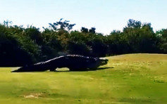 4.5米巨鳄 美高尔夫球场悠然散步