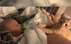 【最暖貓咪】新手媽半夜餵奶睡著 愛貓接力幫忙餵小主人
