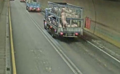 台猪公隧道中逃出「死亡卡车」 警员追逐战半小时始捕回