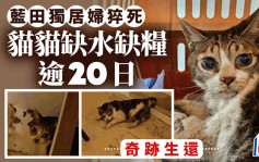 蓝田独居妇猝死家中 宠物猫匿床底独留逾20日 缺水缺粮奇迹生还