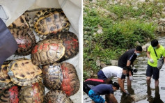 大埔逾40龟被放生 渔护署指现行法例无禁止吁勿野放动物