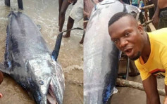 男子捕3米长巨鱼豪气宴客 吃掉才知市值逾2000万 