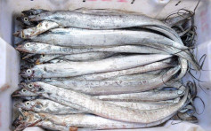 福州运往临沂的马来西亚进口刀鱼检出新冠弱阳性