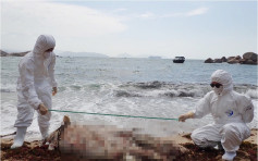 中華白海豚屍體擱淺南丫島沙灘 已嚴重腐爛