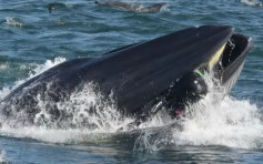 贪玩鲸鱼浮出水面一口咬著摄影师 停顿3秒即逃离现场