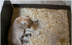 德動物園母獅吃掉2初生寶寶  動物園未能確定幼獅是否不健康
