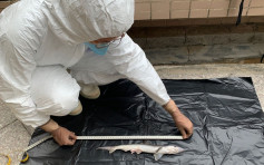 蝴蝶湾泳滩发现宽尾斜齿鲨尸体 今年第三宗鲨鱼搁浅
