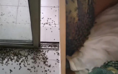 大學生復課回宿舍 驚見蜜蜂侵佔衣櫃築窩