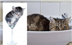 猫咪能屈能伸 研究猫是否液体夺搞笑诺贝尔奖