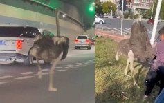 駝鳥公路狂奔 主人現身驚揭背後「愛的故事」