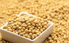 港大揭示大豆適應鹽土啟動機制 冀提高農業生產