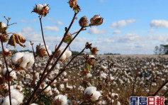 国家统计局：2021年全国棉花总产量减3%至573.1万吨