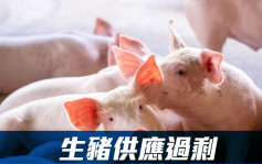 生豬供給市場調查：警惕産能「硬著陸」