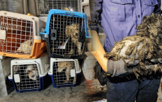 庙街粮油杂货仓变动物炼狱 父子涉虐畜被捕 逾40猫狗被困卫生情况恶劣