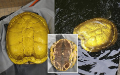 巴西龜慘變「金漆龜」 關注組憂有毒物損龜隻健康