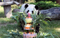 法动物园为大熊猫「圆梦」庆祝1岁生日