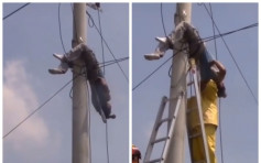 電訊工人觸電 倒吊電線桿上幸無生命危險