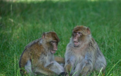 德國動物園25隻猴子集體逃脫 一天後才成功抓回