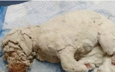 3個月大小狗石膏封身致盲 義工痛斥根本是謀殺