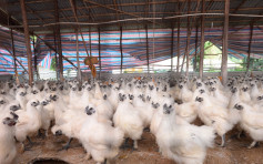 波蘭部分地區再爆禽流感 港暫停進口禽類產品