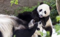 旅美熊猫母子下月返中国 当地民众依依不舍