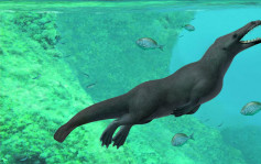 4260万年历史四足鲸化石秘鲁出土
