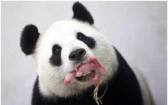 比利时大熊猫「好好」喜诞龙凤胎