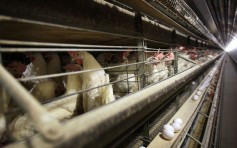 日本爆本季第5波禽流感   群马县扑杀36万只鸡