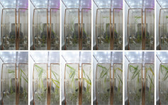 中国太空站水稻幼苗生长良好 幼苗已长至30厘米高