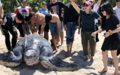 世界最巨海龜擱淺 熱心民眾撥水合力推回大海