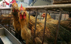 歐洲三國地區爆H5N8禽流感 港暫停進口當地禽產品