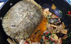 江苏女养20年巴西龟被盗 寻获时已变红烧肉