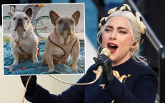 Lady Gaga鬥牛犬被搶案5人被捕 其中1人自投羅網