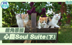 牆角寒梅｜心臨Soul Suite（下）