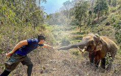 認得12年前救牠一命 泰國大象主動向獸醫伸鼻