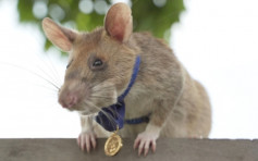 非洲巨鼠成功侦测地雷 表现英勇获颁金奖