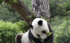 神户大熊猫「旦旦」心脏病复发 或无法送回中国