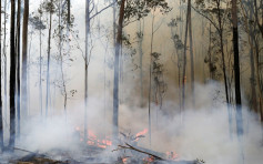 【澳洲山火】空投4000磅食物拯救野生動物 莫里森民望創新低