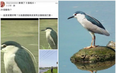 台灣溪邊有企鵝？疑警員發文稱「這是夜鷺好嗎？」