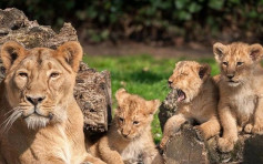 母狮逃脱遭警击毙 比利时动物园捱批