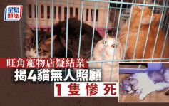 旺角寵物店疑結業 揭4貓無人照顧 1隻死亡
