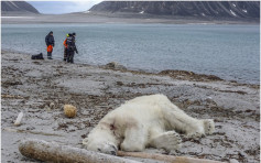 游客登挪威岛礁游览 北极熊伤保安被击毙