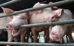 元朗猪场染非洲猪瘟 渔护署完成销毁240只猪