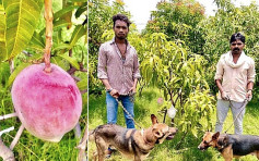 印度農夫種出天價芒果 急聘保安守護「搖錢樹」